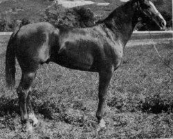 Deckhengst Texas Dandy (Quarter Horse, 1942, von My Texas Dandy)