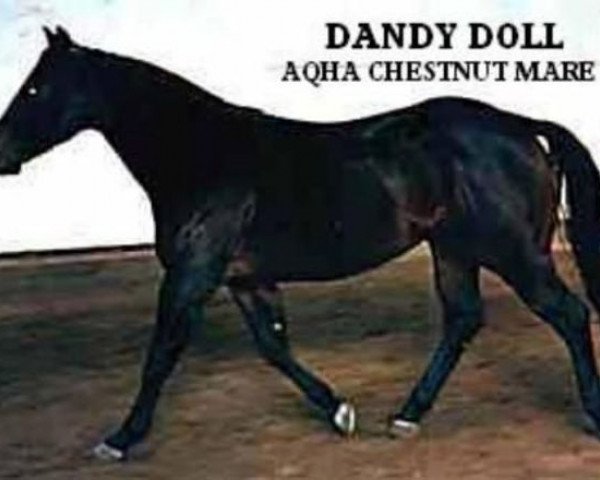 Zuchtstute Dandy Doll (Quarter Horse, 1948, von Texas Dandy)