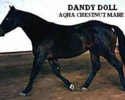 broodmare Dandy Doll (Quarter Horse, 1948, from Texas Dandy)