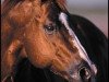 stallion Genuine Doc (Quarter Horse, 1977, from Doc Bar)