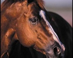 Deckhengst Genuine Doc (Quarter Horse, 1977, von Doc Bar)