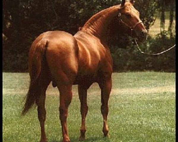 Deckhengst Joe Cody (Quarter Horse, 1952, von Bill Cody)