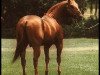 Deckhengst Joe Cody (Quarter Horse, 1952, von Bill Cody)