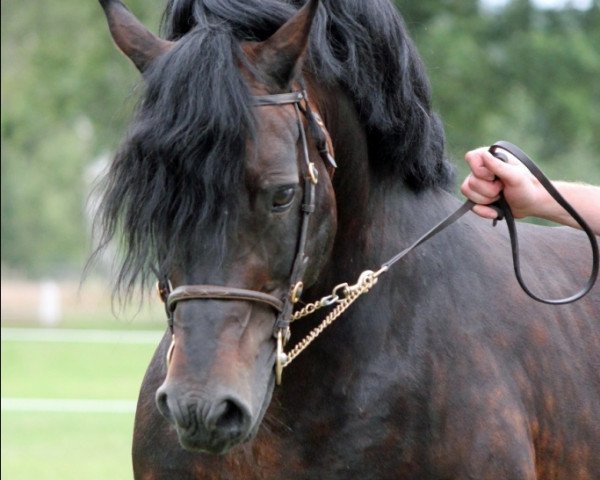 stallion Coednewydd Magic (Welsh-Cob (Sek. D), 1994, from Coednewydd Comet)