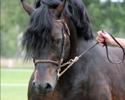 stallion Coednewydd Magic (Welsh-Cob (Sek. D), 1994, from Coednewydd Comet)