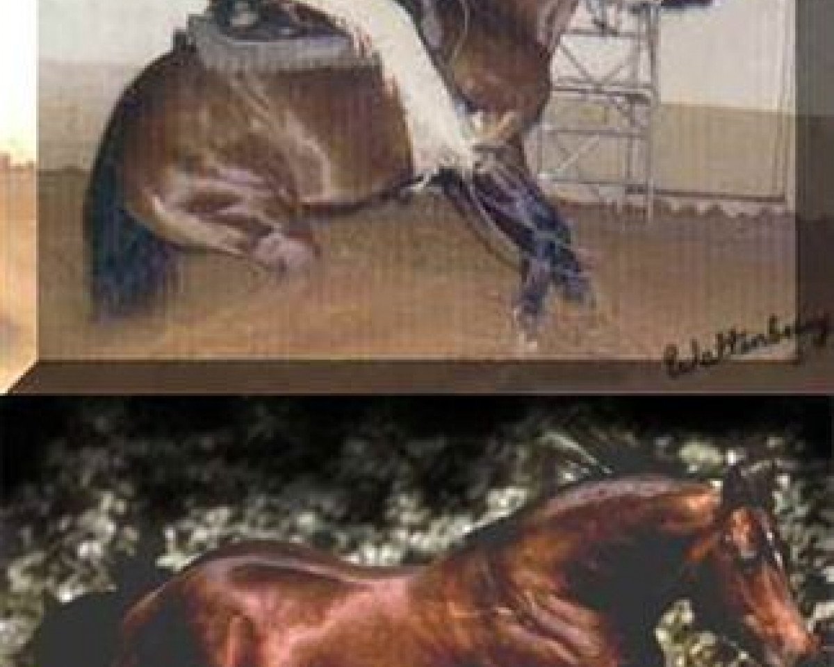 stallion Surprise Enterprise (Quarter Horse, 1985, from Be Aech Enterprise)