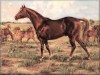Deckhengst Solis (Quarter Horse, 1923, von Old Sorrel)