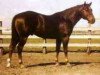 Deckhengst Wimpy (Quarter Horse, 1937, von Solis)