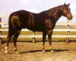 Deckhengst Wimpy (Quarter Horse, 1937, von Solis)