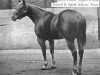 Deckhengst Bill Cody (Quarter Horse, 1944, von Wimpy)