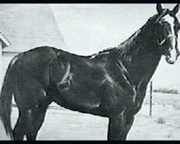 stallion Travler (Quarter Horse,  )