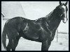 stallion Travler (Quarter Horse,  )