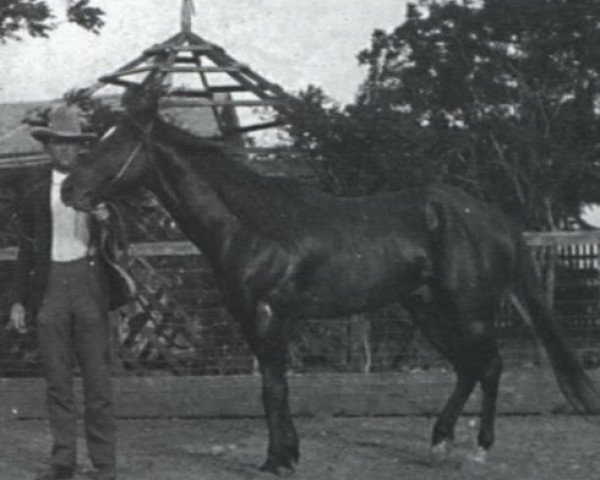 Deckhengst Little Rondo (Quarter Horse, 1895, von Locks Rondo)