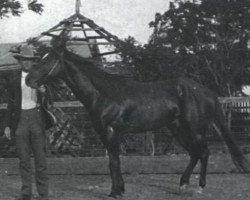 Deckhengst Little Rondo (Quarter Horse, 1895, von Locks Rondo)