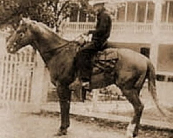 Deckhengst Yellow Jacket (Quarter Horse, 1908, von Little Rondo)