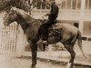 Deckhengst Yellow Jacket (Quarter Horse, 1908, von Little Rondo)