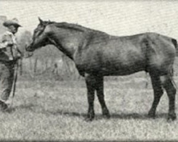stallion Pretty Boy (Quarter Horse, 1928, from Dodger)
