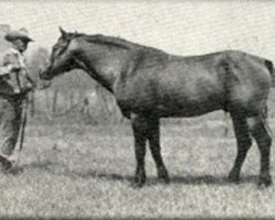 Deckhengst Pretty Boy (Quarter Horse, 1928, von Dodger)