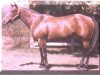 Zuchtstute Poco Lena (Quarter Horse, 1949, von Poco Bueno)