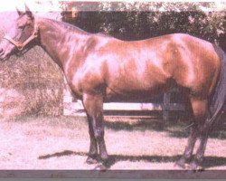 Zuchtstute Poco Lena (Quarter Horse, 1949, von Poco Bueno)