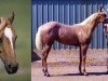 broodmare Diamonds Sparkle (Quarter Horse, 1974, from Mr Diamond Dude)