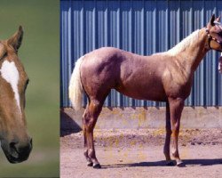 Zuchtstute Diamonds Sparkle (Quarter Horse, 1974, von Mr Diamond Dude)