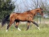 stallion Djasman (Akhal-Teke, 1994, from Yasman)