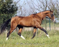 stallion Djasman (Akhal-Teke, 1994, from Yasman)