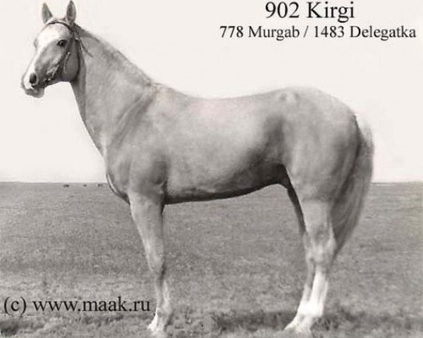 stallion Kirgi (Akhal-Teke, 1968, from Murgab)