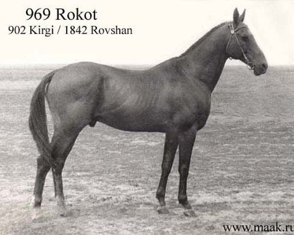 stallion Rokot (Akhal-Teke, 1974, from Kirgi)