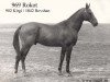 stallion Rokot (Akhal-Teke, 1974, from Kirgi)