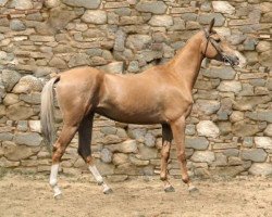 broodmare Mukam (Akhal-Teke, 2007, from Damask)