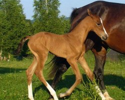 horse Khanga (Akhal-Teke, 2013, from Khan Tengri)