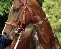 stallion Gumon (Akhal-Teke, 1998, from Gumdag)