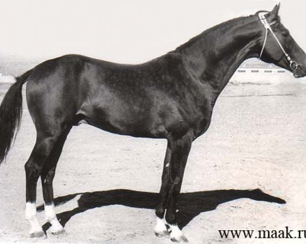 stallion Angar (Akhal-Teke, 1959, from Arsenal)