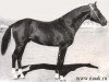 stallion Angar (Akhal-Teke, 1959, from Arsenal)