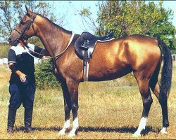 broodmare Gulesen (Akhal-Teke, 1997, from Serasker)