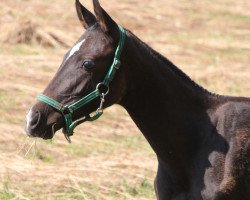 horse Gowy Gowun (Akhal-Teke, 2013, from Gobi Gush)