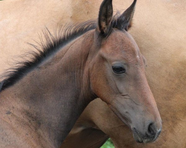 Pferd Gowy Dost (Achal Tekkiner, 2013, von Gobi Gush)