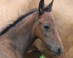 horse Gowy Dost (Akhal-Teke, 2013, from Gobi Gush)