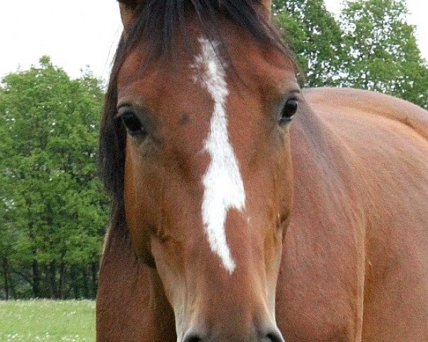 Zuchtstute Tinkaqueen (Oldenburger, 2007, von Tinka's Boy)