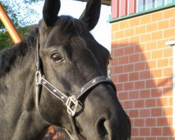 broodmare Domina 184 (Hanoverian, 1995, from Donnerschlag)