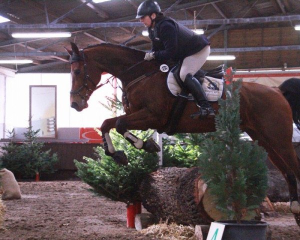 Springpferd Flip (KWPN (Niederländisches Warmblut), 2004)