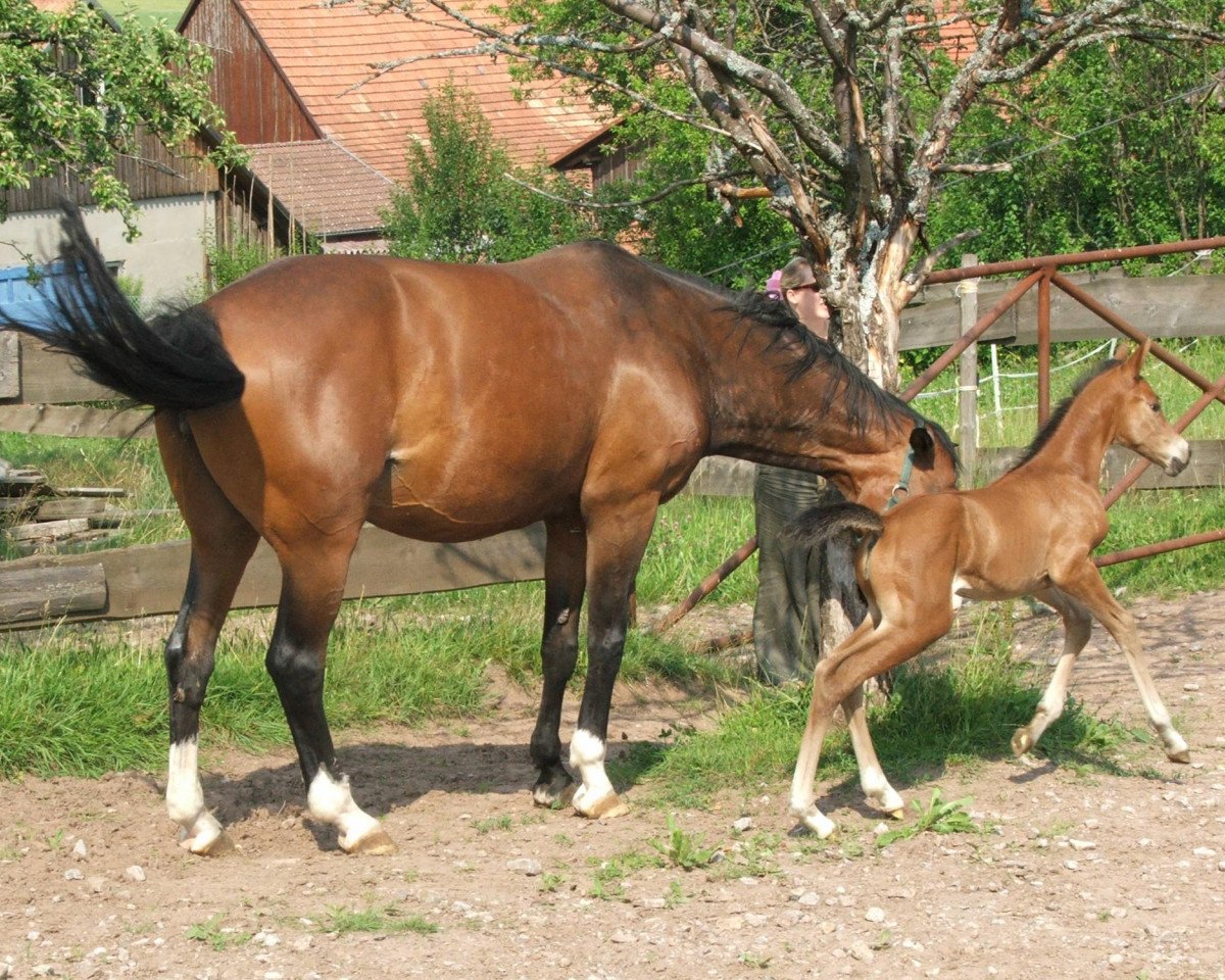 Springpferd Antonia 146 (Württemberger, 2005, von Aralimbo)