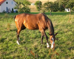 broodmare Polanka (Westphalian, 1992, from Polany)