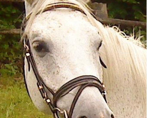 Pferd Desta (Trakehner,  , von Handryk)