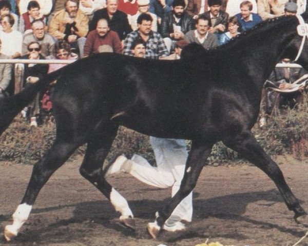 stallion Mamiro (Oldenburg, 1984, from Maracaibo)