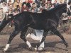 stallion Mamiro (Oldenburg, 1984, from Maracaibo)