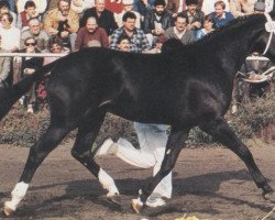 Deckhengst Mamiro (Oldenburger, 1984, von Maracaibo)