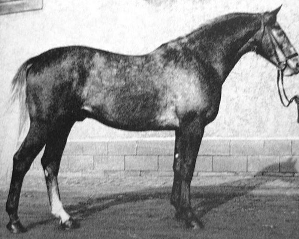 stallion Fedor (Trakehner, 1960, from Reichsfuerst)